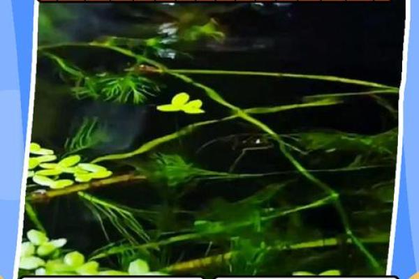 探索鱼缸水位高度在风水中的关键作用