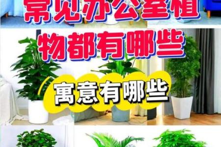 提升办公环境运势的绿植推荐与风水秘籍