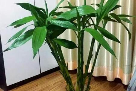 怎样选择对风水有益的植物来提升运势