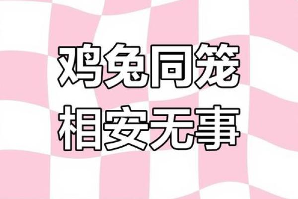 兔与鸡的和谐关系与生活启示