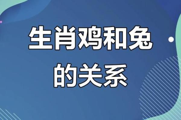 兔与鸡的和谐关系与生活启示