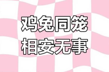 兔与鸡的和谐关系与生活启示