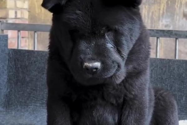 黑色犬种的名字推荐:与黑狗完美契合的选项 黑色犬种的名字推荐:与黑狗完美契合的选项