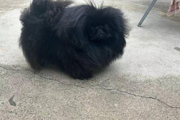 黑色犬种的名字推荐:与黑狗完美契合的选项 黑色犬种的名字推荐:与黑狗完美契合的选项