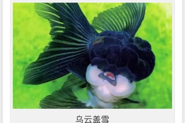 金鱼名字大全:让你的金鱼更具个性和魅力 金鱼名字大全:让你的金鱼更具个性和魅力
