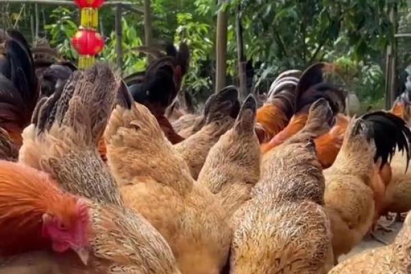 农历的鸡:你不知道的养殖技巧 农历的鸡:你不知道的养殖技巧