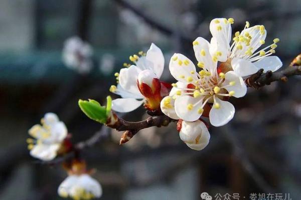 农历杏月是哪一个月?你知道吗? 农历杏月是哪一个月?你知道吗?