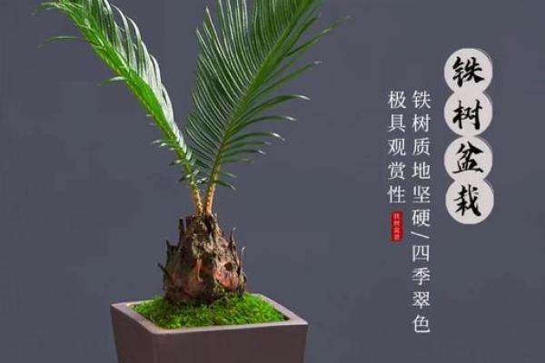 提升办公室运势的铁树盆景风水法则