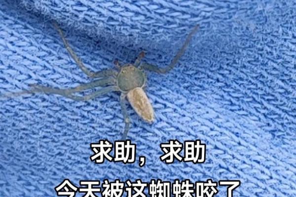 蜘蛛风水:如何利用蜘蛛带来好运 蜘蛛风水:如何利用蜘蛛带来好运