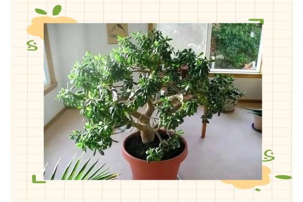 提升卧室气场的花草搭配技巧 提升卧室气场的花草搭配技巧