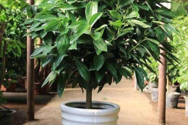 如何在办公空间中利用花卉提升风水 如何在办公空间中利用花卉提升风水