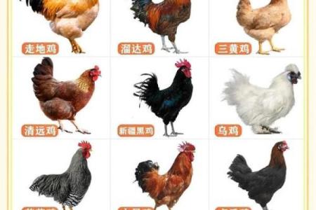 三月鸡宝宝命名推荐