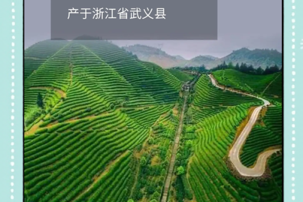 绿色的名字：自然之美与人类未来的连接
